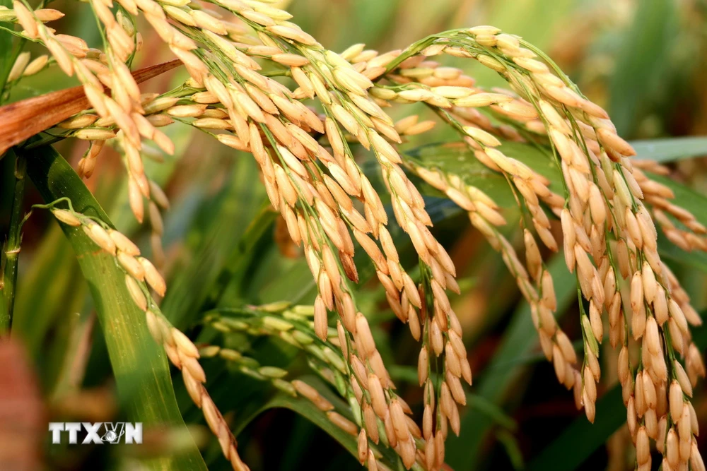 Một giống lúa được Viện Lúa Đồng bằng sông Cửu Long giới thiệu trình diễn tại vụ lúa Đông Xuân 2023-2024. (Ảnh: Thu Hiền/TTXVN)