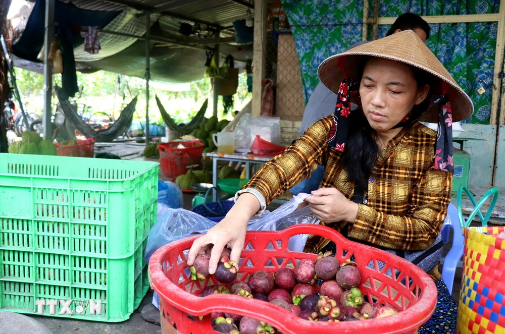 Số lượng măng cụt năm 2024 được thu mua không đủ cung ứng cho người bán. (Ảnh: Thu Hiền/TTXVN)