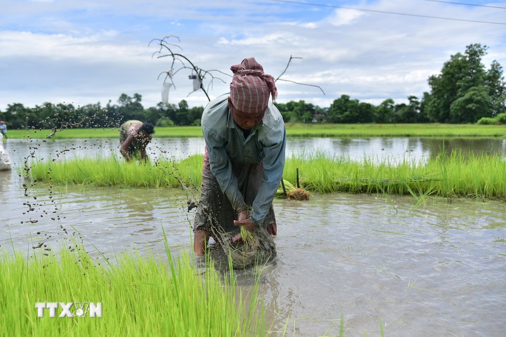 Nông dân cấy lúa trên cánh đồng tại Nagaon, bang Assam, Ấn Độ. (Ảnh: THX/TTXVN)