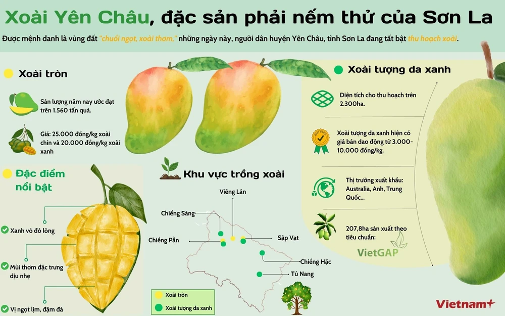 Công Dụng và Lợi Ích Của Xoài Yên Châu