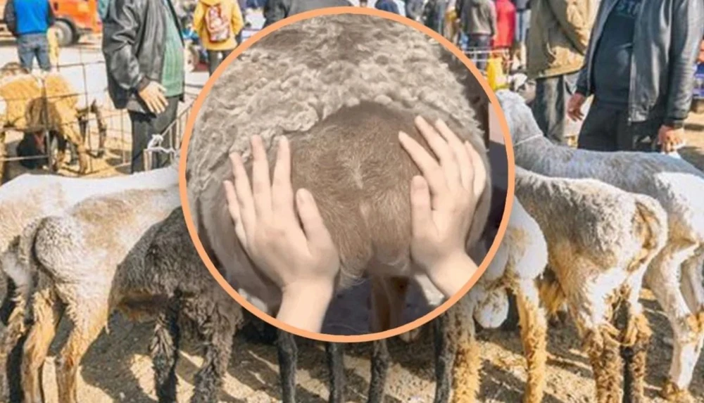 Giới trẻ Trung Quốc tìm ra cách giảm stress mới là chạm vào mông cừu. (Nguồn: Weibo/QQ)