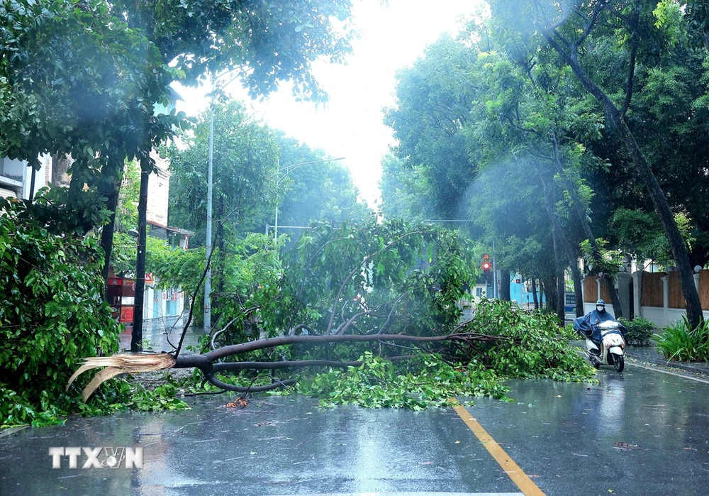 Cành cây trước nhà số 25 Quang Trung (Hà Nội) gãy, rơi chắn ngang đường. (Ảnh: Hoàng Hiếu/TTXVN)