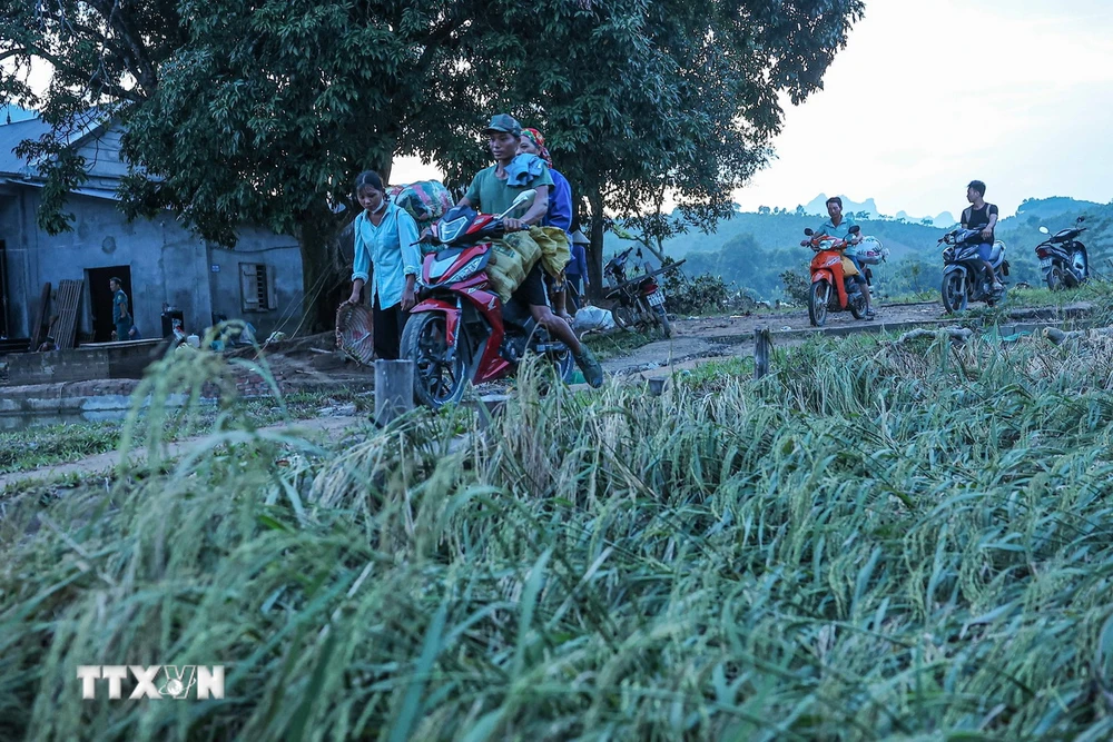 Diện tích lúa của bản Cuông 2, huyện Bảo Yên, Lào Cai bị hư hỏng nặng do mưa lũ, khả năng mất mùa. (Ảnh: Hoàng Hiếu/TTXVN)