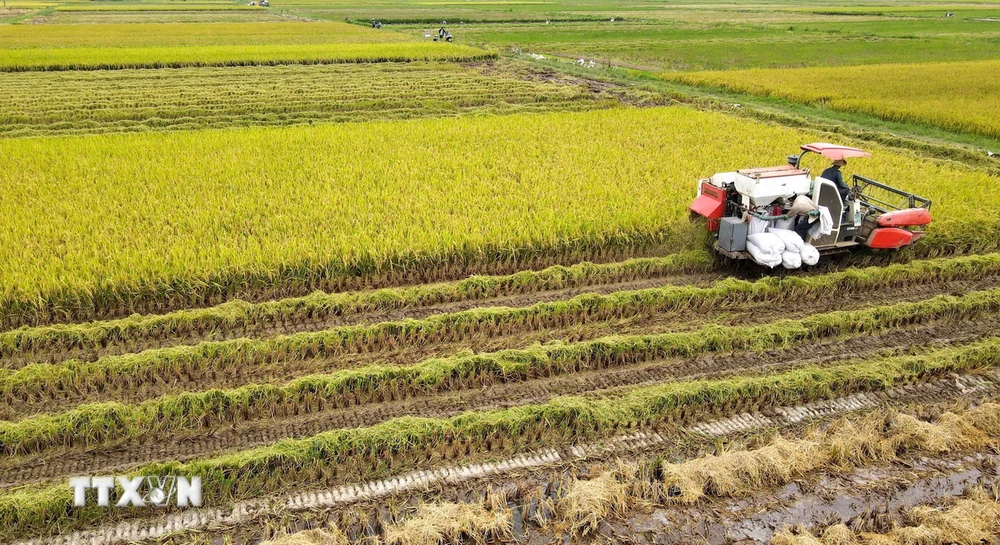 Thu hoạch lúa mùa tại Hợp tác xã sản xuất kinh doanh nông sản Quang Lanh (Kiến Xương, Thái Bình). (Ảnh: Thế Duyệt/TTXVN)