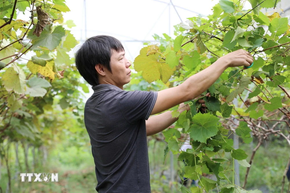 Nhờ nguồn vốn của Ngân hàng chính sách, anh Nguyên Văn Thanh, khu Ngọc Đồng, xã Thục Luyện, huyện Thanh Sơn đã có thu nhập 140 triệu đồng/năm từ việc trồng, chăm sóc cây Nho xạ đen. (Ảnh: Tạ Toàn/TTXVN)