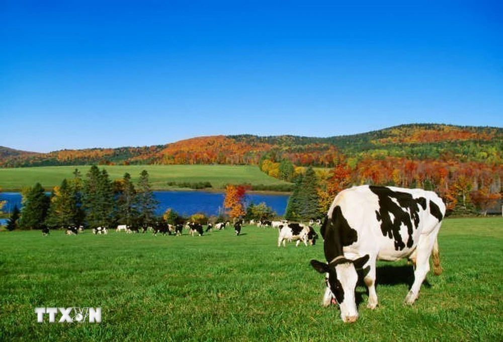 Một trang trại ở Vermont, Mỹ. (Ảnh: Getty Images/TTXVN)