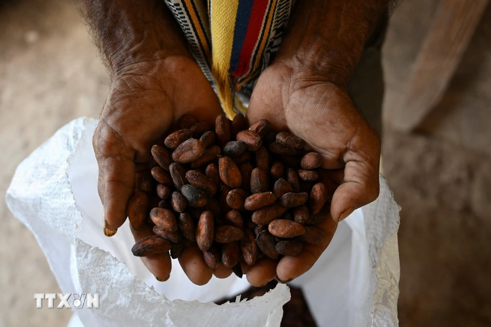 Hạt ca cao tại khu vực Morales, Bolivar (Colombia). (Ảnh: AFP/TTXVN)