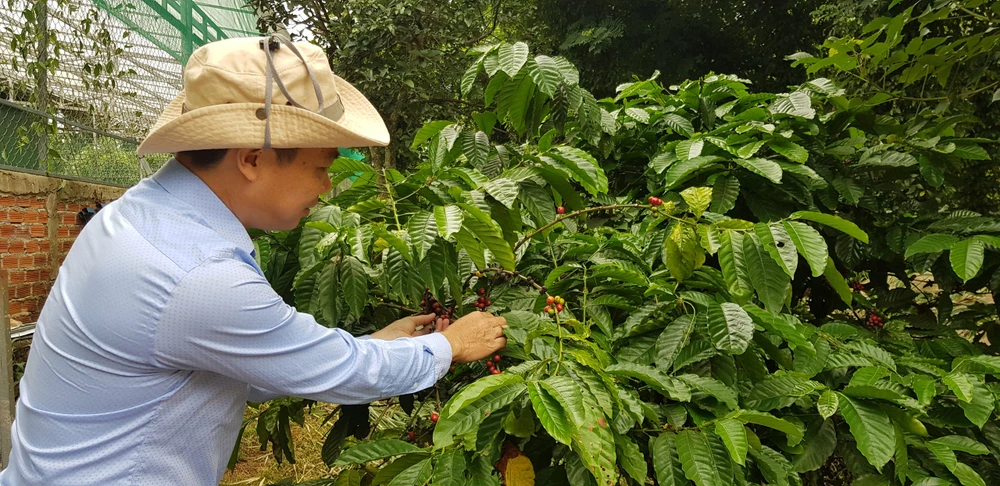 Nông nghiệp Việt Nam tỏa sáng trên toàn cầu. (Ảnh: PV/Vietnam+)