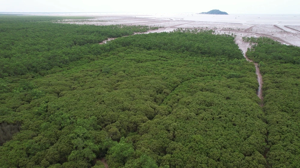 Ngân hàng Thế giới tài trợ 51,5 triệu USD giảm phát thải thông qua bảo tồn rừng. (Ảnh: Vietnam+)