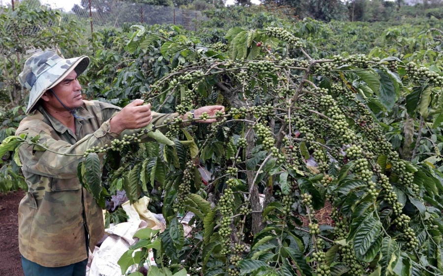 Gần 6,8 triệu hộ gia đình vượt qua ngưỡng nghèo. (Ảnh: Vietnam+)