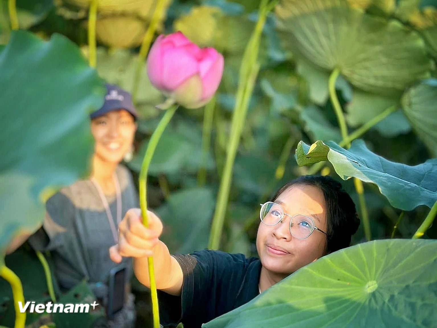 Sen Hồ Tây, một trong những biểu tượng của Hà Nội. (Ảnh: Mai Mai/Vietnam+)