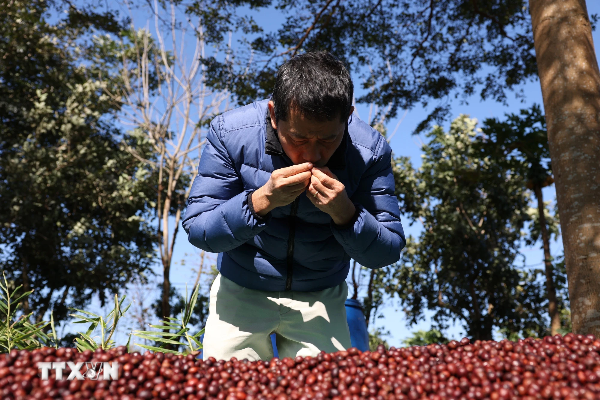 Ông Lê Đình Tư, chủ trang trại Aeroco Coffee, thành phố Buôn Ma Thuột, kiểm tra chất lượng càphê đặc sản. (Ảnh: Tuấn Anh/TTXVN)