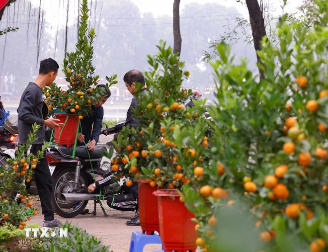 Người dân lựa đào, sắm quất, mua hoa, mang theo sắc Xuân về chơi Tết. (Ảnh: Thanh Tùng/TTXVN)