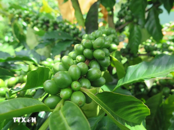 ttxvn_arabica caphe.jpg