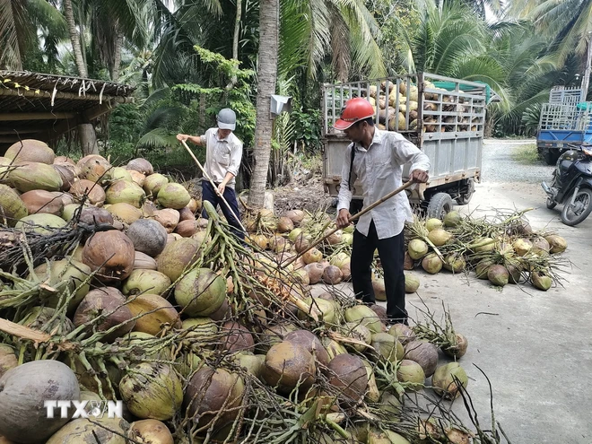 ttxvn_thu hoach dua ben tre.jpg