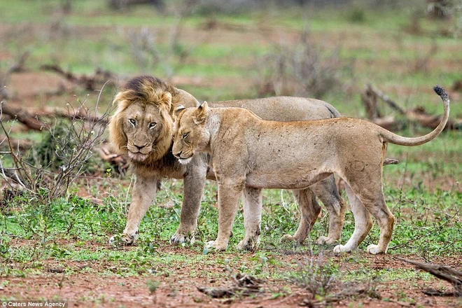 [Photo] Sư tử đực nổi điên vì bị làm phiền trong lúc giao phối ảnh 1