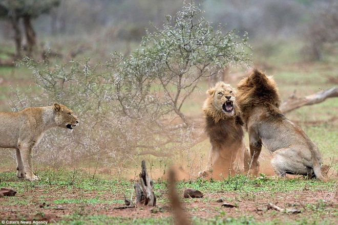 [Photo] Sư tử đực nổi điên vì bị làm phiền trong lúc giao phối ảnh 2