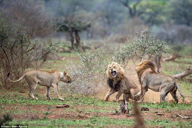 [Photo] Sư tử đực nổi điên vì bị làm phiền trong lúc giao phối ảnh 4