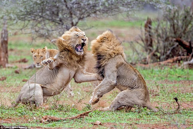 [Photo] Sư tử đực nổi điên vì bị làm phiền trong lúc giao phối ảnh 5