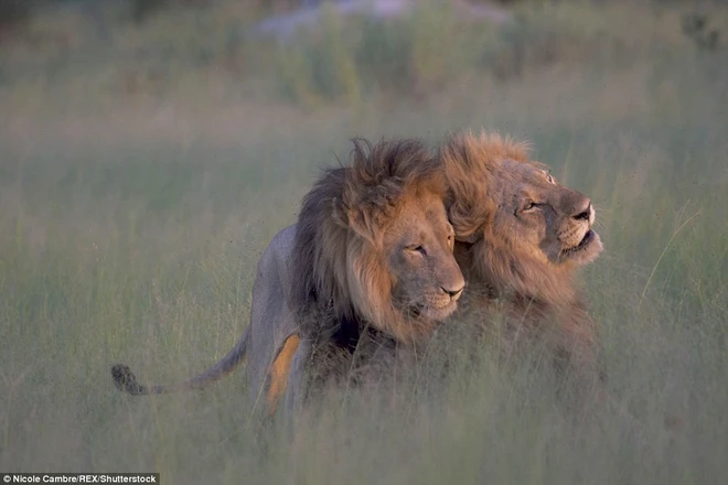 Nghi ngờ sư tử đồng tính trước cảnh hai con đực âu yếm nhau ảnh 1