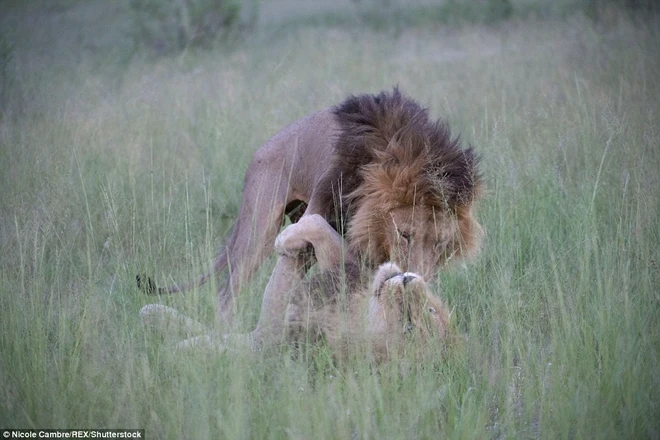 Nghi ngờ sư tử đồng tính trước cảnh hai con đực âu yếm nhau ảnh 2