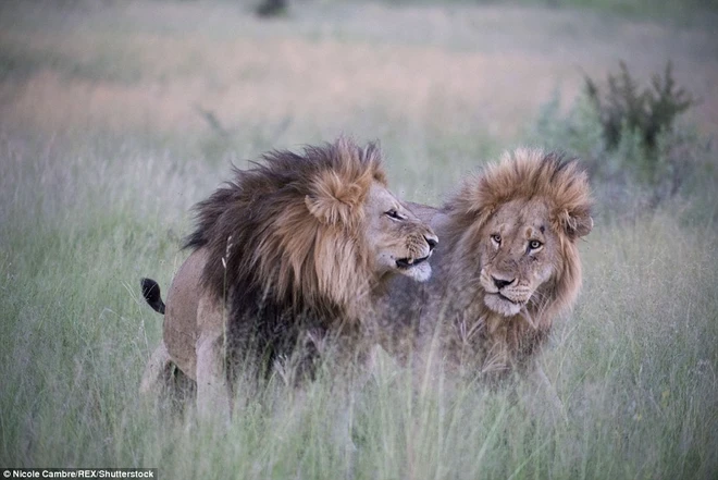 Nghi ngờ sư tử đồng tính trước cảnh hai con đực âu yếm nhau ảnh 3