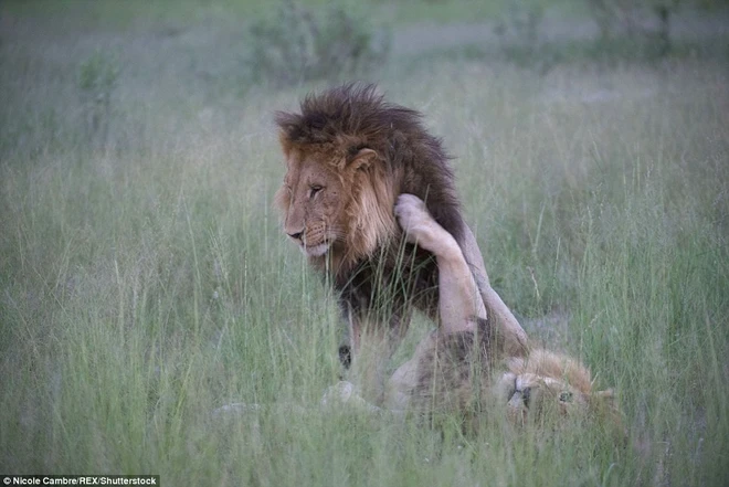 Nghi ngờ sư tử đồng tính trước cảnh hai con đực âu yếm nhau ảnh 4