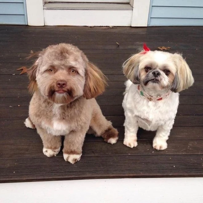 El perro de repente se volvió "popular" gracias a su rostro parecido al humano foto 1