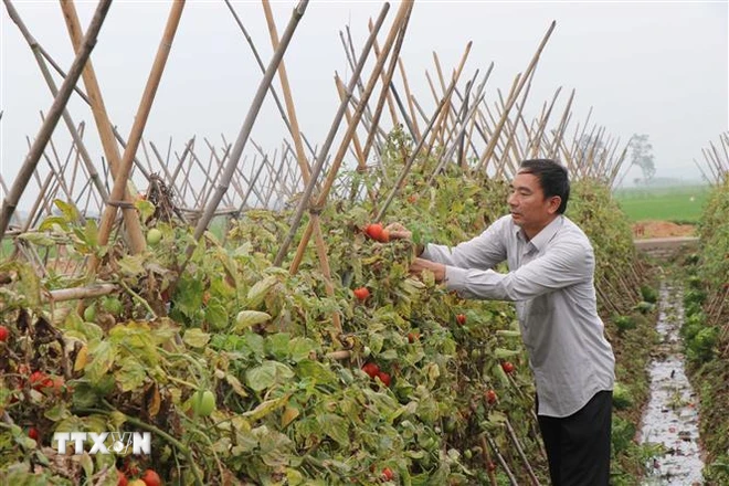 Bắc Ninh: "Cánh đồng xanh" thúc đẩy phát triển nông nghiệp bền vững ảnh 1