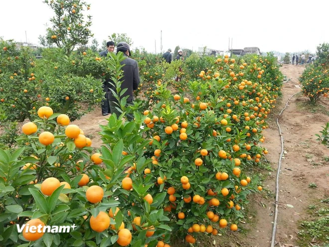 "Ăn Tết" và những giá trị văn hóa cốt lõi trong đời sống người Việt ảnh 2