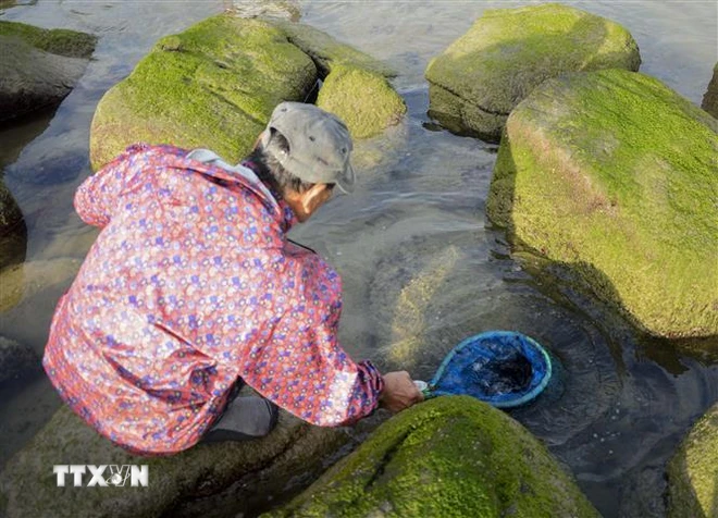 Mứt biển - món quà thiên nhiên ban tặng cho làng chài Nam Ô ảnh 2