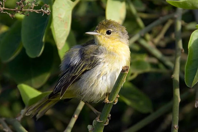 Chim chích đen ( Setophaga striata ) được biết đến với khả năng di cư đáng kinh ngạc. Chúng thường bay không ngừng nghỉ bănn qua Đại Tây Dương và Vịnh Mexico. Ảnh: Gulo in Nature