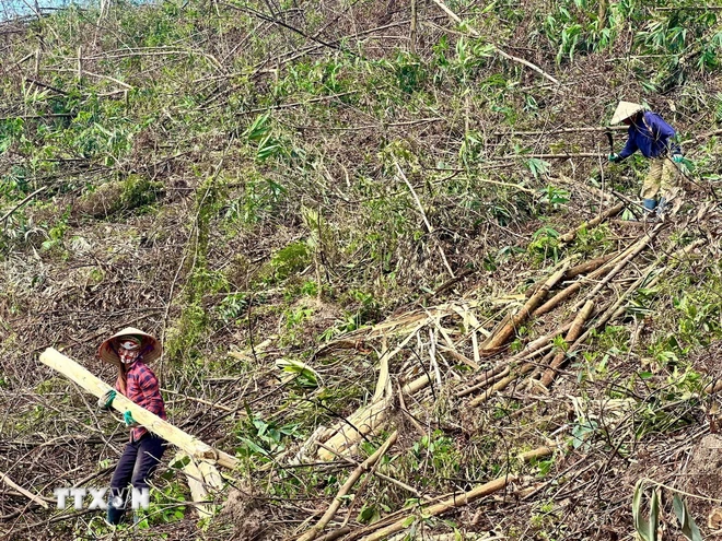 TTXVN_1610 trong rung Quang Ninh 2.jpg