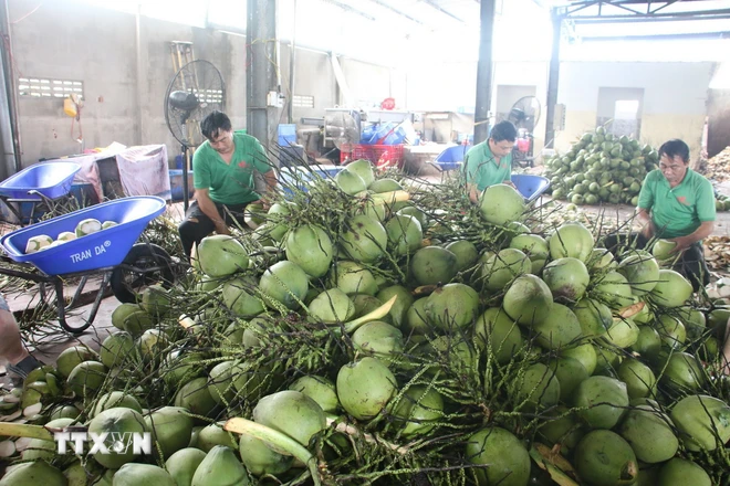 Sơ chế dừa tươi (dừa uống nước) xuất khẩu ở Công ty TNHH Trái cây Mekong, xã Hữu Định, huyện Châu Thành, tỉnh Bến Tre. (Ảnh: Công Trí/TTXVN)