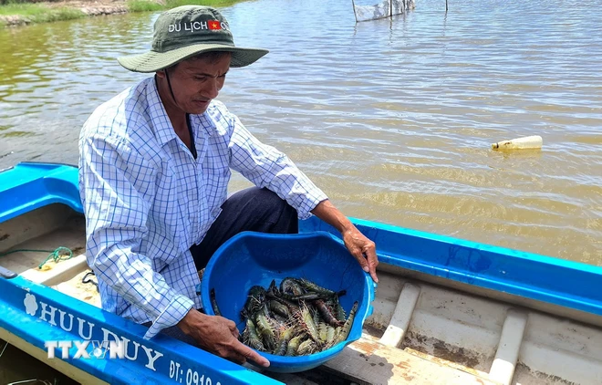 ttxvn_vung chuyen canh lua-tom ca mau1.jpg