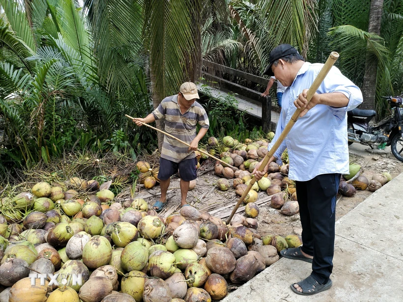 Nông dân Bến Tre thu hoạch dừa khô nguyên liệu. (Ảnh: Công Trí/TTXVN) 