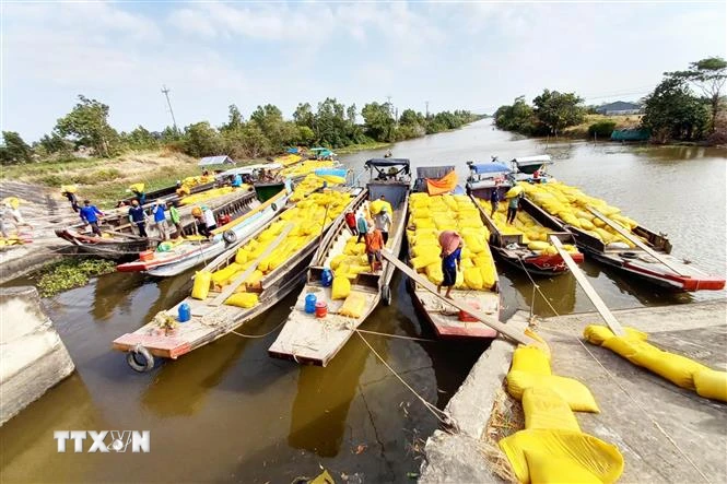 Thương lái thu mua lúa ở huyện Trần Đề, tỉnh Sóc Trăng. (Ảnh: Tuấn Phi/TTXVN)