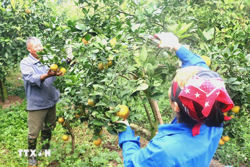 Chăm sóc vườn cam theo tiêu chuẩn VietGap tại thôn Bùi Xá, xã Đồng Thanh, huyện Kim Động, tỉnh Hưng Yên. (Ảnh: Đinh Văn Nhiều/TTXVN)