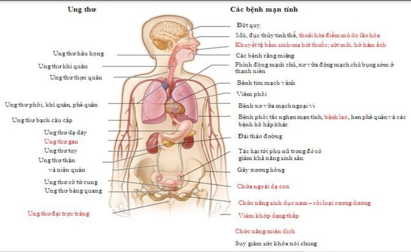 Tài liệu của Bộ Giáo dục và Đào tạo. (Ảnh: PV/Vietnam+)