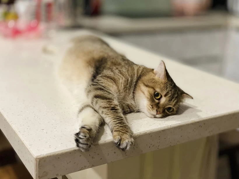 Rất nhiều người nuôi mèo ở Singapore không biết đến sự tồn tại của lệnh cấm đã tồn tại 34 năm. (Nguồn: Vietnam+)