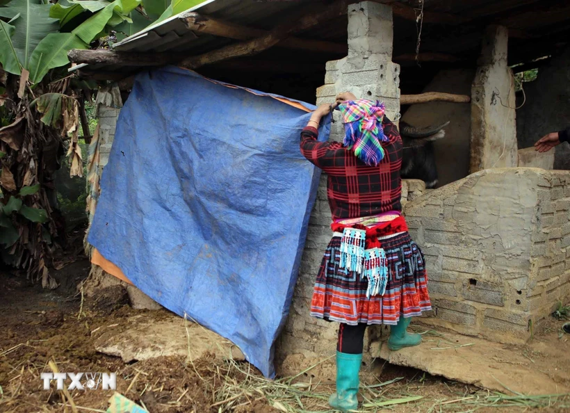 Người dân bản Thèn Pả xã Tả Lèng, huyện Tam Đường, tỉnh Lai Châu dùng bạt che chắn chuồng trại phòng chống đói rét cho đàn gia súc. (Ảnh: Quý Trung/TTXVN)