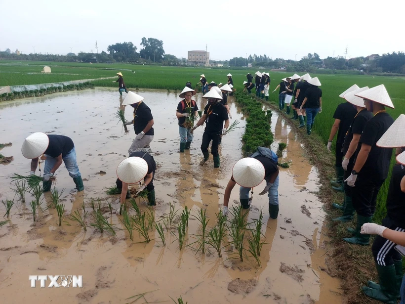 Khách quốc tế hào hứng trải nghiệm hoạt động cấy lúa tại Làng cổ Đường Lâm. (Ảnh: TTXVN phát)