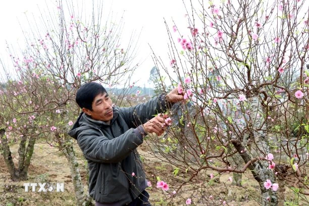 Bắc Bộ chuyển rét vào dịp Tết. (Ảnh minh họa. Nguồn: TTXVN)