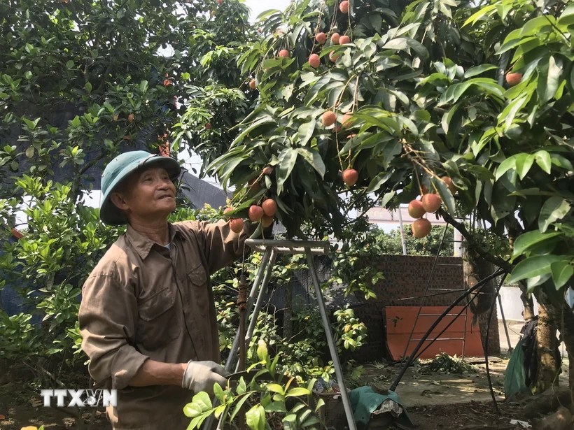 Vườn vải của gia đình ông Lê Bá Phúc, xã Thanh Quang, huyện Thanh Hà, Hải Dương năm nay thưa thớt quả. (Ảnh: Tiến Vĩnh/TTXVN)