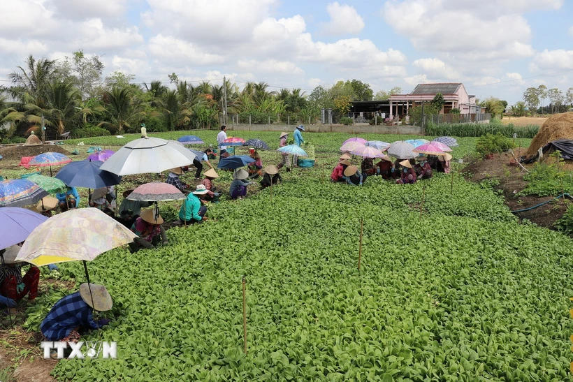 Thu hoạch rau màu ở huyện Gò Công Tây. (Ảnh: Hữu Chí/TTXVN)