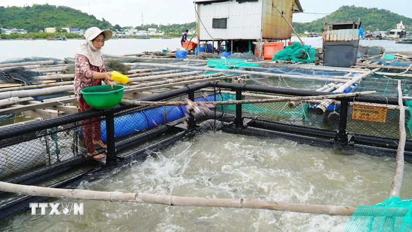 Ngư dân huyện Kiên Hải đầu tư lồng nhựa HDPE thay thế cho lồng cây truyền thống. (Ảnh: Văn Sĩ/TTXVN)