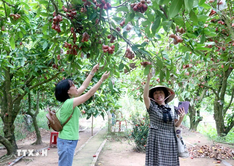 Khách tham quan vườn trái cây Bi Bo, huyện Long Hồ, tỉnh Vĩnh Long. (Ảnh: Lê Thúy Hằng/TTXVN)