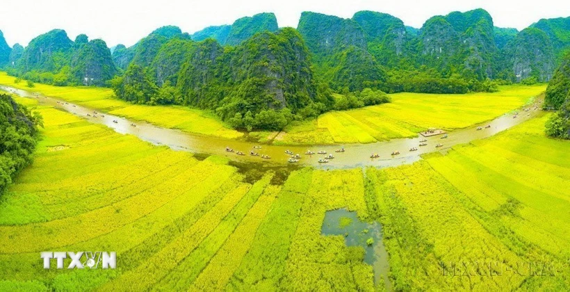 Dòng Ngô Đồng vàng rực đón du khách trong và ngoài nước về tham quan Tam Cốc-Bích Động (thuộc Quần thể Danh thắng Tràng An). (Ảnh: Minh Đức/TTXVN)