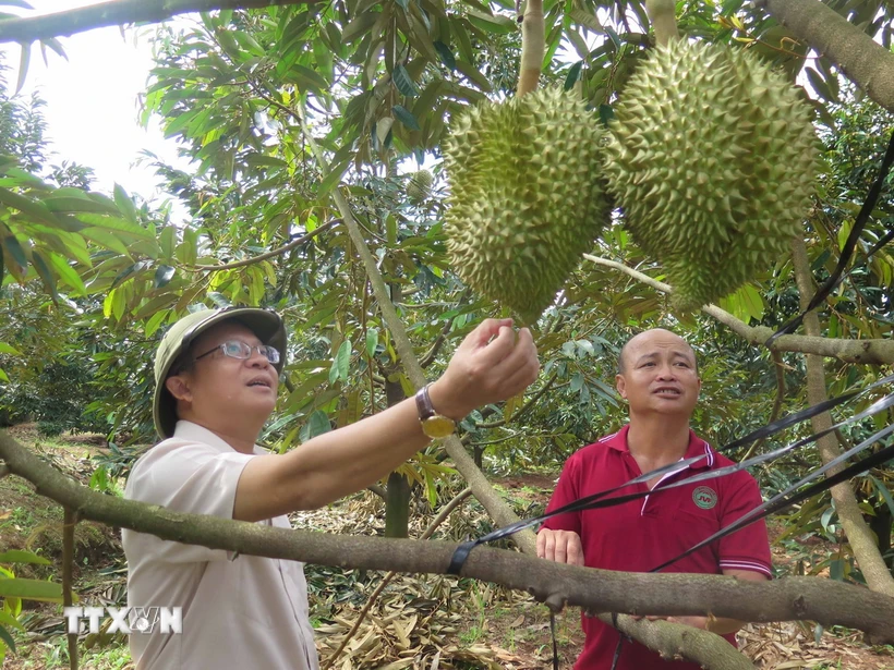 Vườn sầu riêng trong vùng quy hoạch tại huyện Đăk Hà, tỉnh Kon Tum, mang lại lợi nhuận khoảng gần 1 tỷ đồng/ha. (Ảnh: Dư Toán/TTXVN)