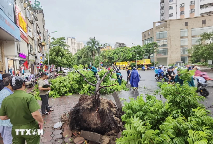 Cây đổ trên phố Tân Mai (quận Hoàng Mai) được lực lượng chức năng dọn dẹp, thu gom. (Ảnh: Thanh Tùng/TTXVN)